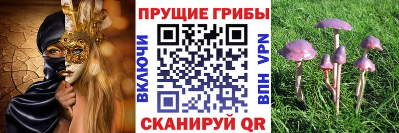 Купить где  Магас  Псилоцибиновые грибы Psilocybe 